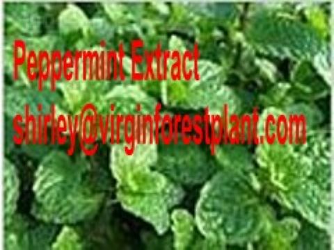 Peppermint Extract (Shirley At Virginforestplant Dot Com)